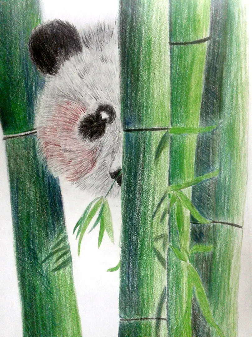 Panda Pencil Drawing